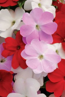 Βάλσαμο σπόρων