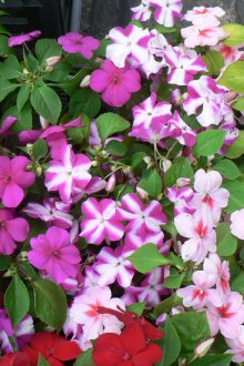 Καλλιέργεια Βάλσαμο