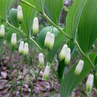 Αγόρασε αρωματικά