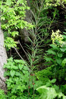 Αγόρασε κόκκινο