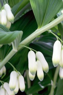 Αγοράζονται φάρμακα