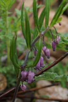 Το λιβάδι του Κουπένα