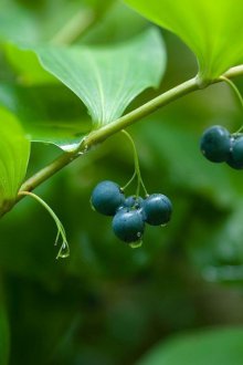 Τα φρούτα αγόρασαν