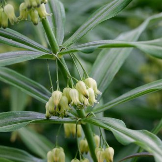 Σιβηρίας αγόρασε