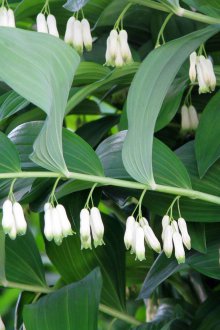 Σφραγίδα του Σολομώντα