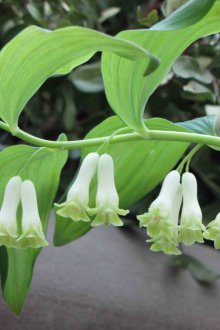 Φροντίδα για αγορά