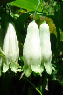 Η καλλιέργεια αγόρασε