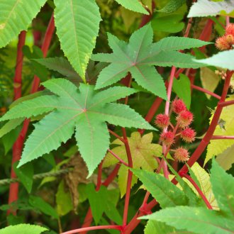 Καστορέλαιο Bourbon