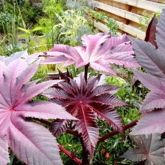 Εγκαταστάσεις καστορέλαιο σε διακόσμηση κήπου