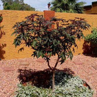 Το εργοστάσιο καστορέλαιο στον εξωραϊσμό