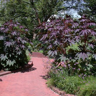 Καστορέλαιο στην τροχιά