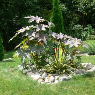 Εγκατάσταση του καστορέλαιο σε ένα λουλούδι