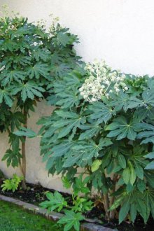 Κάλτσα καστορέλαιο