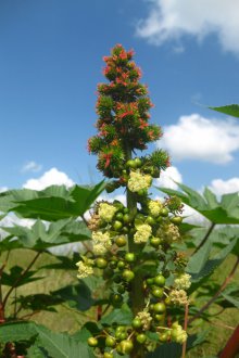 Φρούτα καστορέλλων