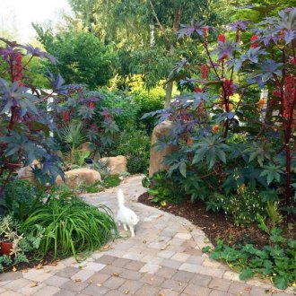 Καστορέλαιο στον κήπο