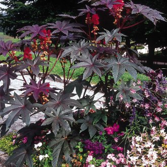 Εγκατάσταση λαδιού καστορέλαιου επί τόπου