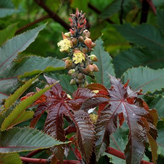 Περιποίηση καστορέλαιο