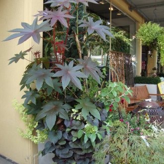 Λάδι καστορέλαιο στη βεράντα