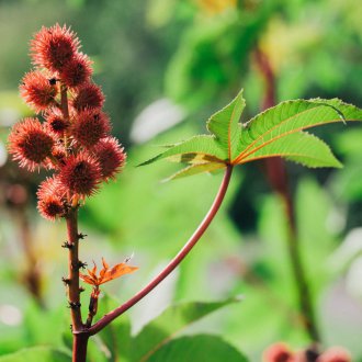 Καλλιέργεια καστορέλαιο