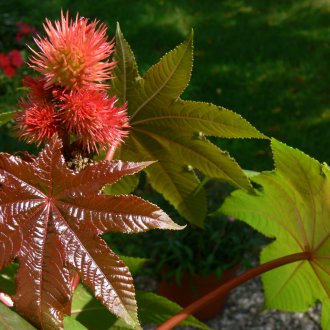 Καστρί φασολιών
