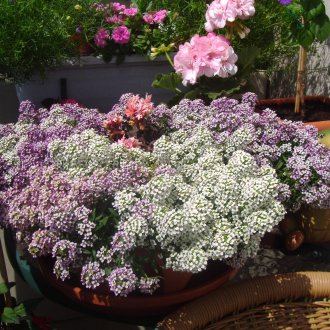 Lobularia บนระเบียง