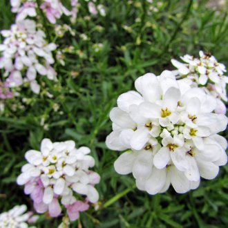 lobularia สีขาว