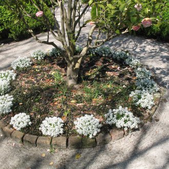 Lobularia κάτω από το δέντρο