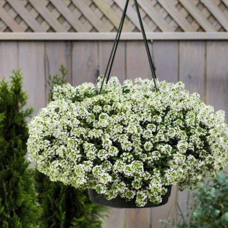 Lobularia σε ένα cache-pot