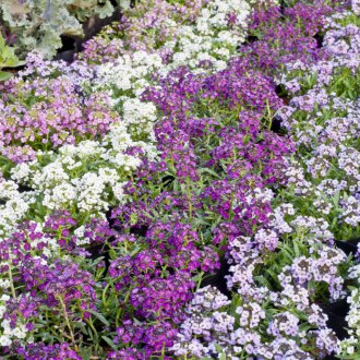 Lobular κρεβάτι