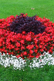 Κόκκινο lobularia