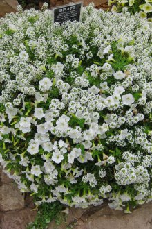 Lobularia bush