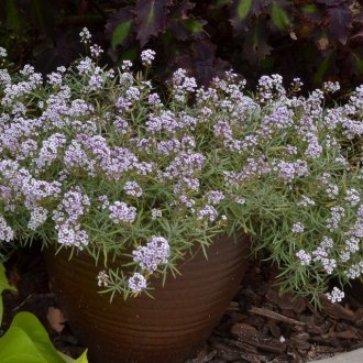 Πριγκίπισσες Lobulary Blasin