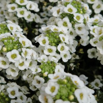 Lobularia