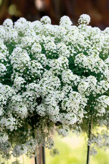 Φύτευση Lobularia