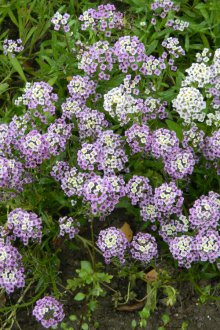Lobularia παραλία