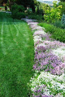 Lobularia στον κήπο