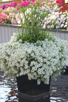 Lobularia Snow Princess
