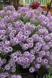 Καλλιέργεια lobularia