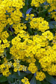 Κίτρινο lobularia