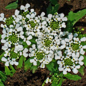 Iberis Amara