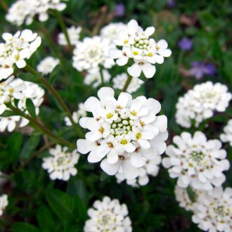 Iberis White