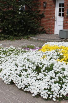 Iberis μπροστά από το σπίτι