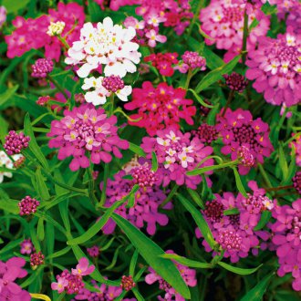 Iberis σπινθήρας