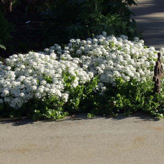Iberis κρεβάτι με λουλούδια
