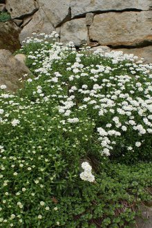 Iberis στο σχεδιασμό του τοπίου