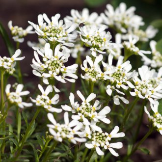 Iberis πολυετή