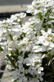 Iberis προσγείωση