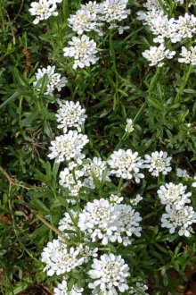 Iberis Φροντίδα