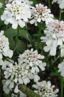 Iberis αειθαλή