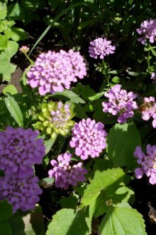 Iberis ομπρέλα